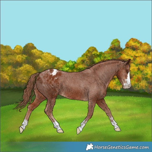 Horse Color:Chestnut Appaloosa 