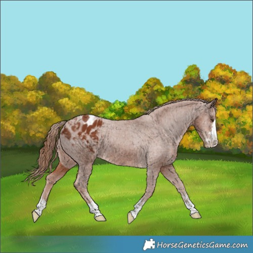 Horse Color:Chestnut Blanket