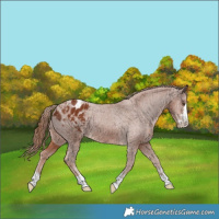 Horse Color:Chestnut Blanket 