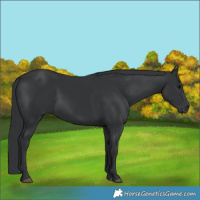 Horse Color:Black 