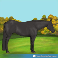 Horse Color:Smoky Black 