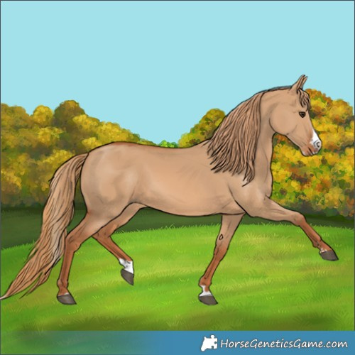 Horse Color:Red Dun Splash 