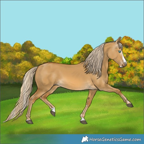 Horse Color:Gray Palomino Dun Splash 