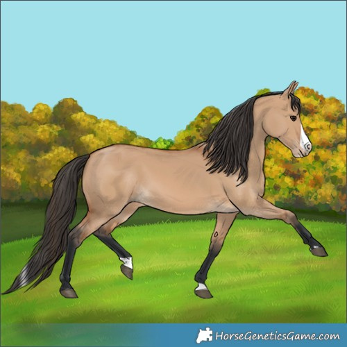 Horse Color:Bay Dun Splash