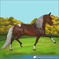 Horse Color:Silver Brown Tobiano Appaloosa