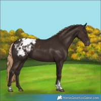 Horse Color:Liver Chestnut Tobiano Blanket