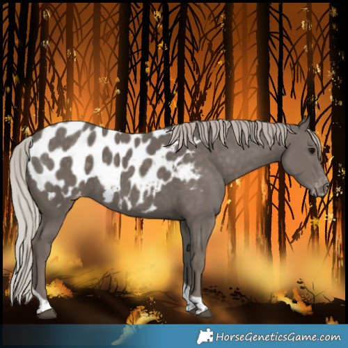 Horse Color:Silver Black Tobiano Blanket