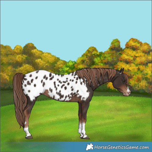 Horse Color:Liver Chestnut Tobiano Appaloosa 
