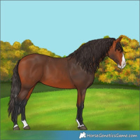 Horse Color:Bay Splash 