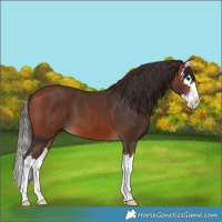 Horse Color:Bay Splash 