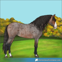 Horse Color:Bay Roan Splash 