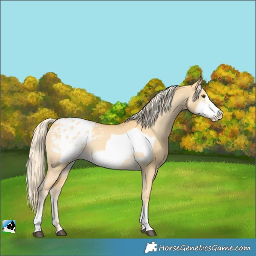 Horse Color:Palomino Dun Frame Appaloosa  and Palomino Dun Frame Appaloosa 