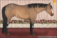 Horse Color:White Spotted Bay Dun Frame 