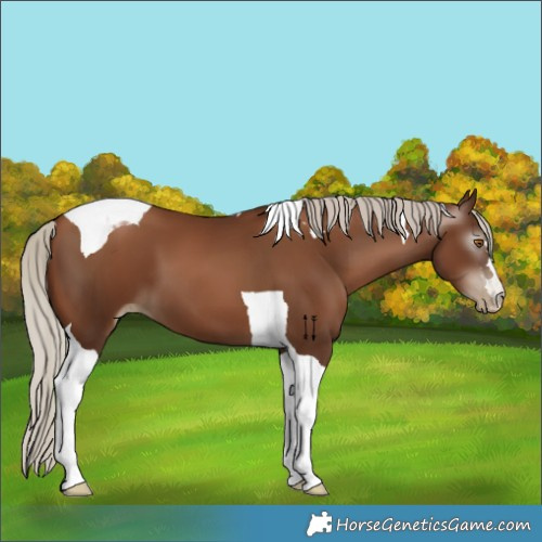 Horse Color:Gray Silver Black Pearl Tobiano 