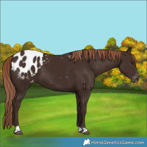 Horse Color:Liver Chestnut Tobiano Appaloosa 