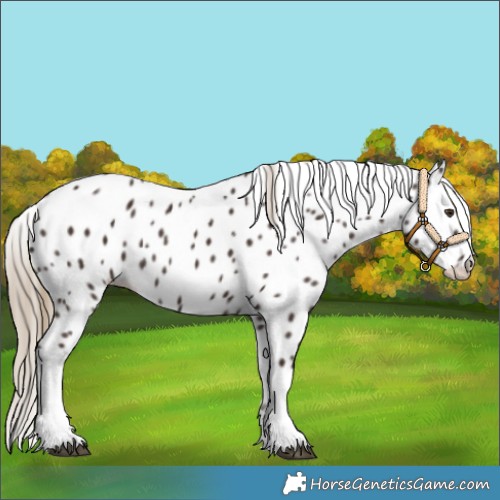 Horse Color:Liver Chestnut Tobiano Appaloosa 