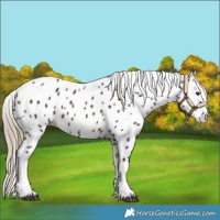 Horse Color:Liver Chestnut Tobiano Appaloosa 