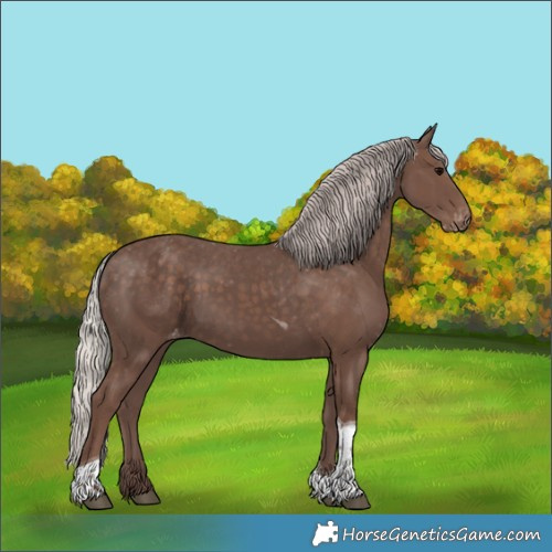 Horse Color:Silver Black Tobiano Appaloosa 