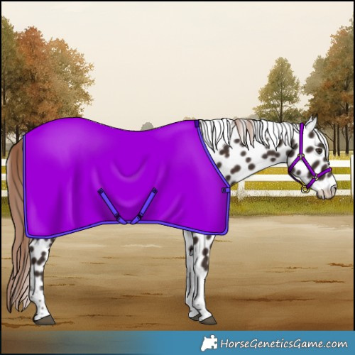 Horse Color:Liver Chestnut Tobiano Appaloosa