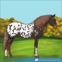Horse Color:Liver Chestnut Tobiano Blanket