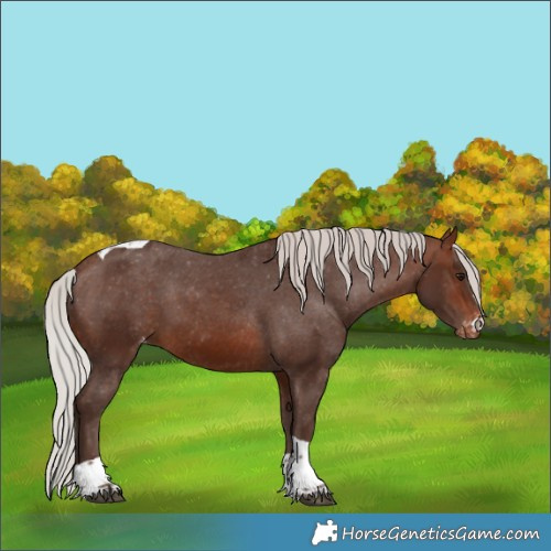 Horse Color:Silver Brown Tobiano Appaloosa 