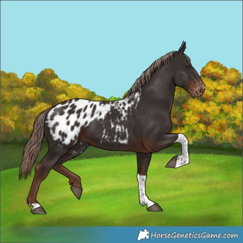 Horse Color:Liver Chestnut Tobiano Blanket 