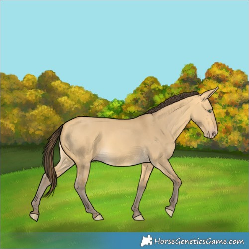 Horse Color:Amber Cream Champagne Dun 