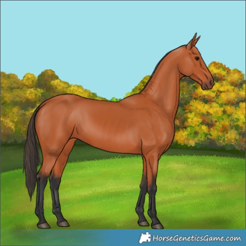 Horse Color:Bay Rabicano 