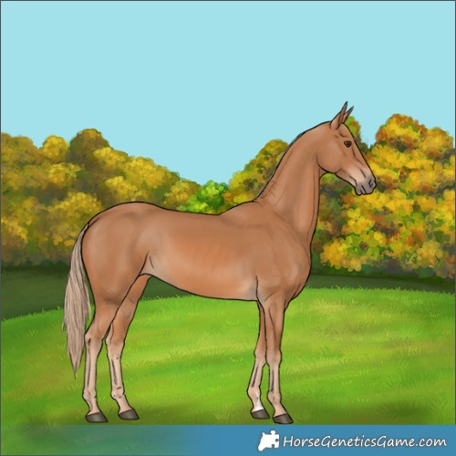 Horse Color:Chestnut Rabicano