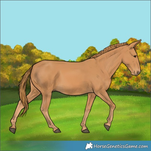 Horse Color:Chestnut Rabicano 
