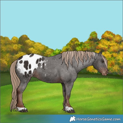 Horse Color:Liver Chestnut Tobiano Appaloosa 