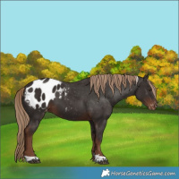 Horse Color:Liver Chestnut Tobiano Appaloosa 