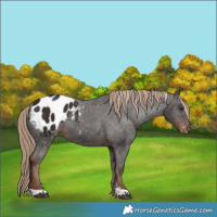 Horse Color:Liver Chestnut Tobiano Blanket 