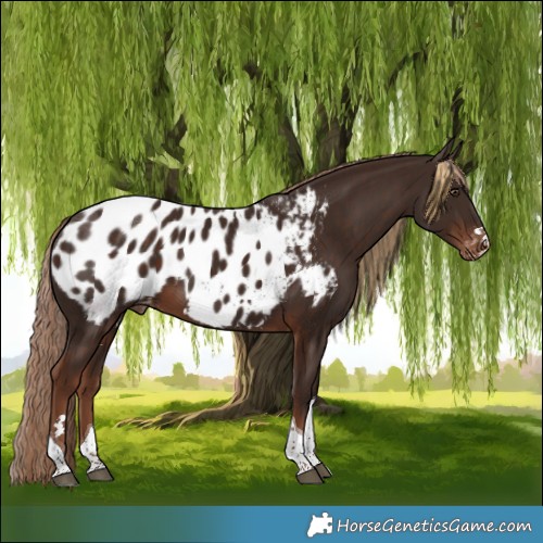 Horse Color:Liver Chestnut Tobiano Blanket 