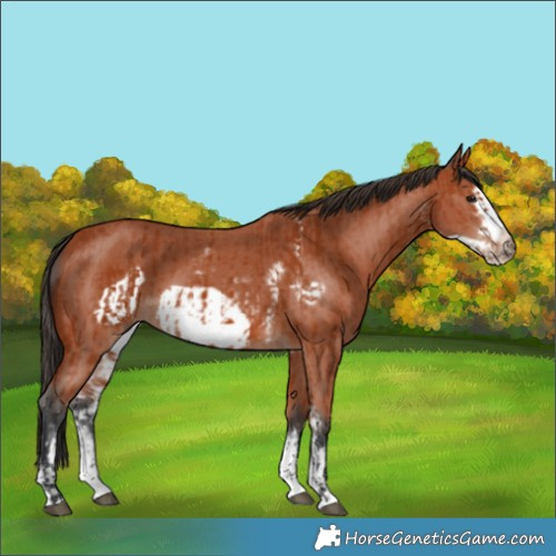 Horse Color:Bay Sabino Frame Rabicano  and Bay Sabino Frame 