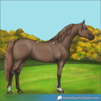 Horse Color:Liver Red Dun Tobiano