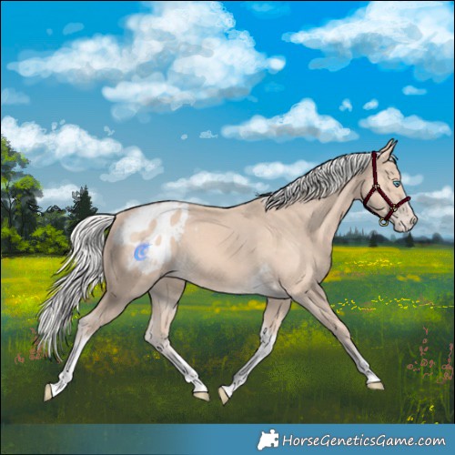 Horse Color:Silver Perlino Tobiano Frame Appaloosa