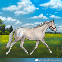 Horse Color:Silver Perlino Tobiano Frame Appaloosa 