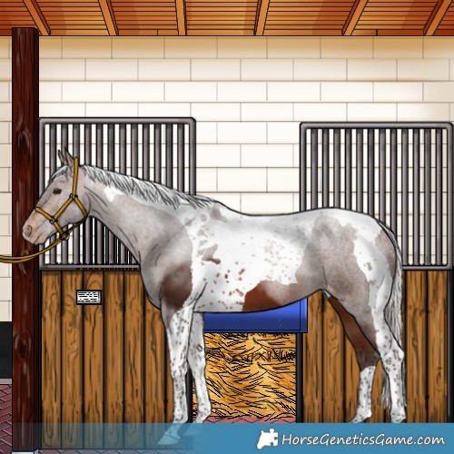 Horse Color:Silver Brown Tobiano Appaloosa 