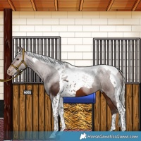 Horse Color:Silver Brown Tobiano Appaloosa 