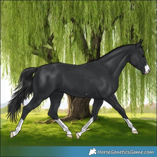 Horse Color:Black 