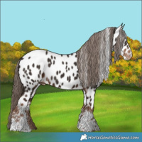 Horse Color:Liver Chestnut Tobiano Appaloosa 
