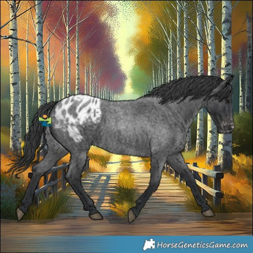 Horse Color:Blue Roan Appaloosa 