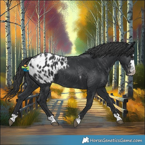 Horse Color:Black Appaloosa 