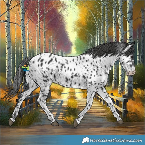 Horse Color:Black Appaloosa 