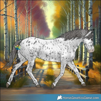 Horse Color:Black Near Leopard 