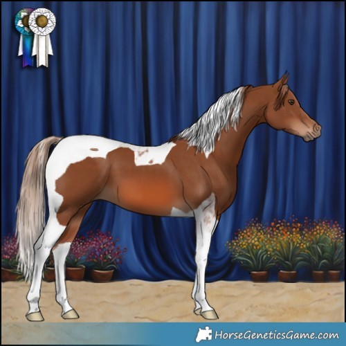 Horse Color:Chestnut Tobiano 