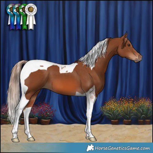 Horse Color:Chestnut Tobiano 