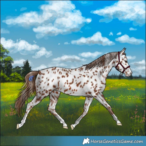 Horse Color:Chestnut Appaloosa 