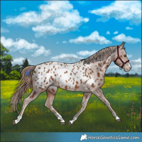 Horse Color:Chestnut Near Leopard